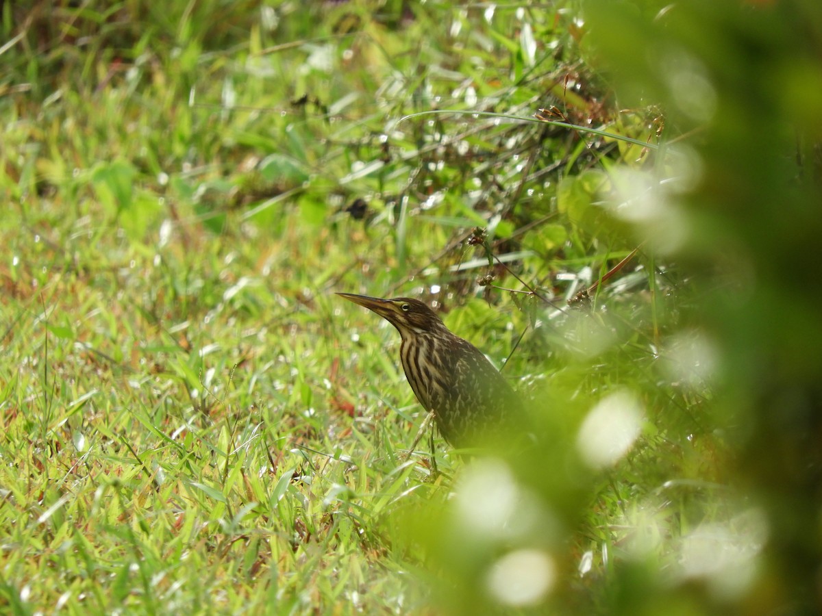 Cinnamon Bittern - ML126763611