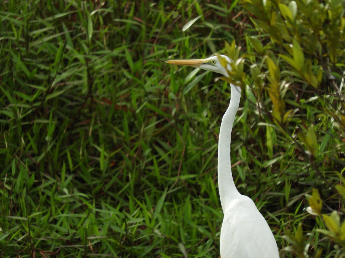 Great Egret - Oliver Tan