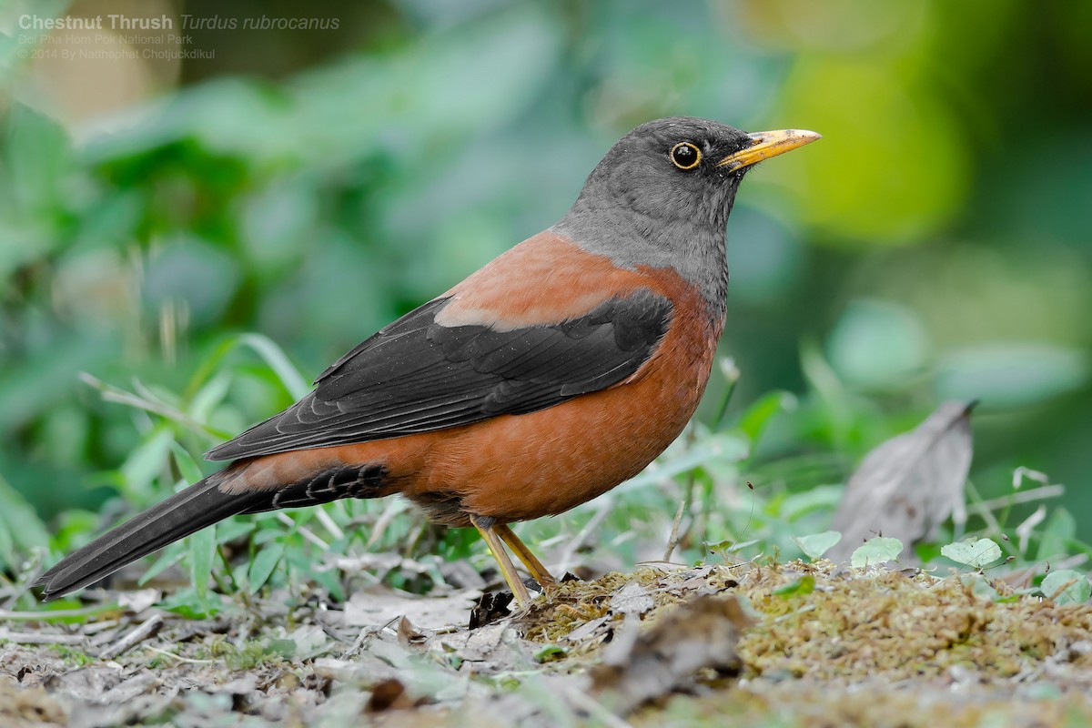 Chestnut Thrush - Natthaphat Chotjuckdikul