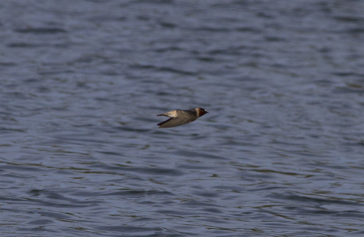 Hirondelle à front blanc - ML126765571