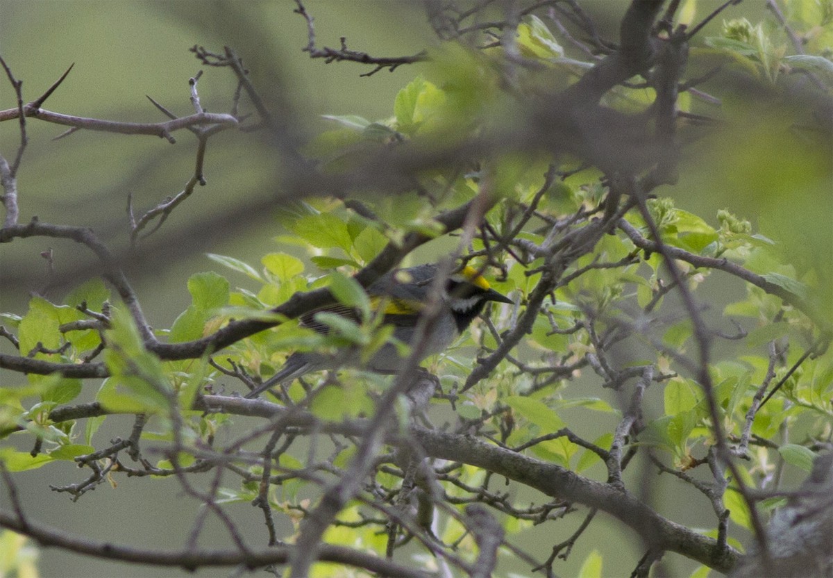 Golden-winged Warbler - Robert Ostrowski