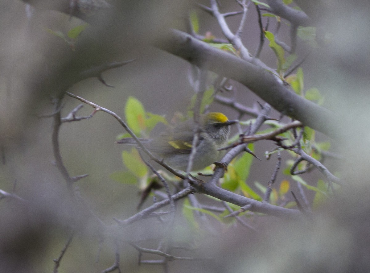 Golden-winged/Blue-winged Warbler - Robert Ostrowski