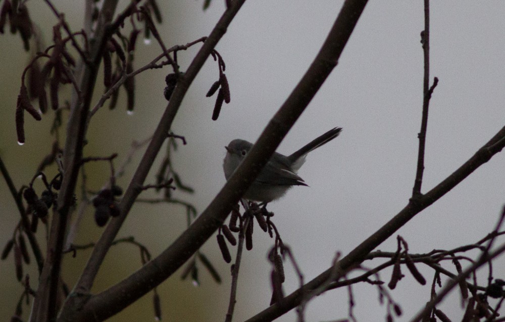 Blue-gray Gnatcatcher - Robert Ostrowski