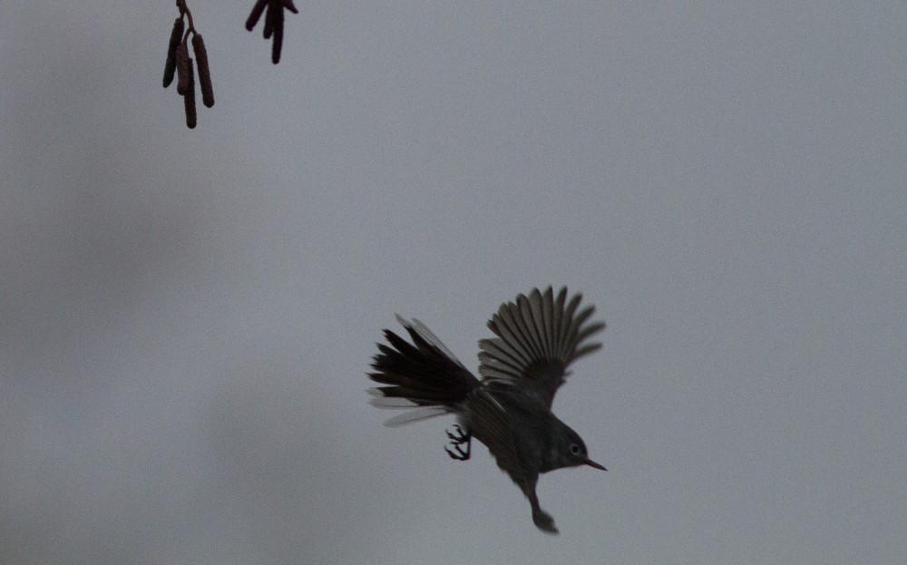 Blue-gray Gnatcatcher - Robert Ostrowski