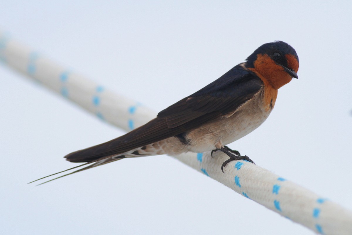 Welcome Swallow - ML126766441