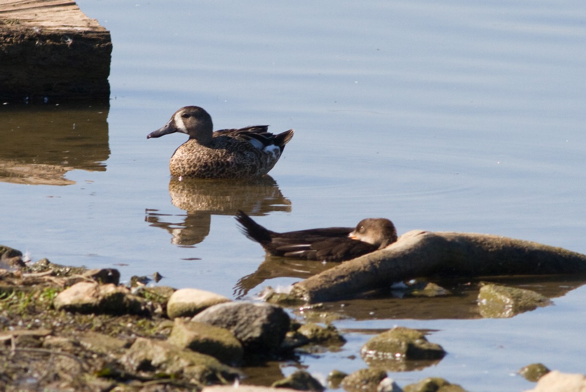 Blue-winged Teal - ML126766781
