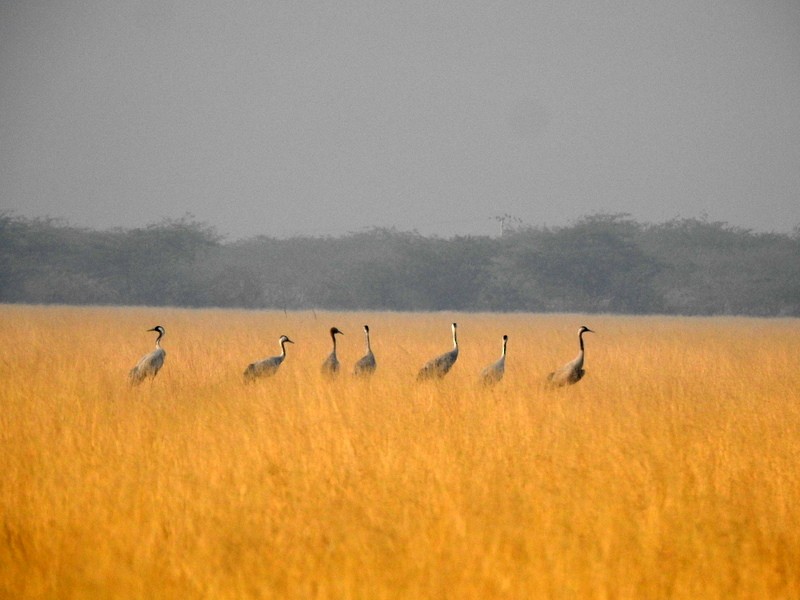 Common Crane - Rajaneesh  Ghadi