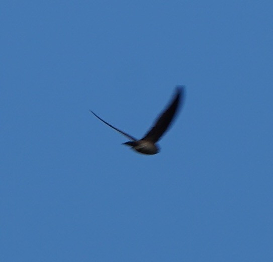 Asian Palm Swift - ML126769811