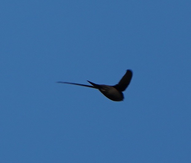 Asian Palm Swift - ML126769821