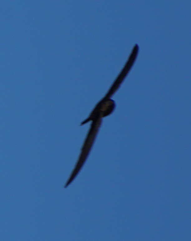 Asian Palm Swift - ML126769831