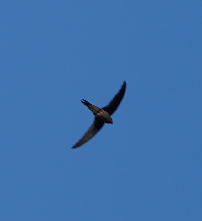 Asian Palm Swift - ML126769841