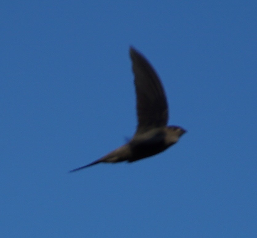 Asian Palm Swift - ML126769851