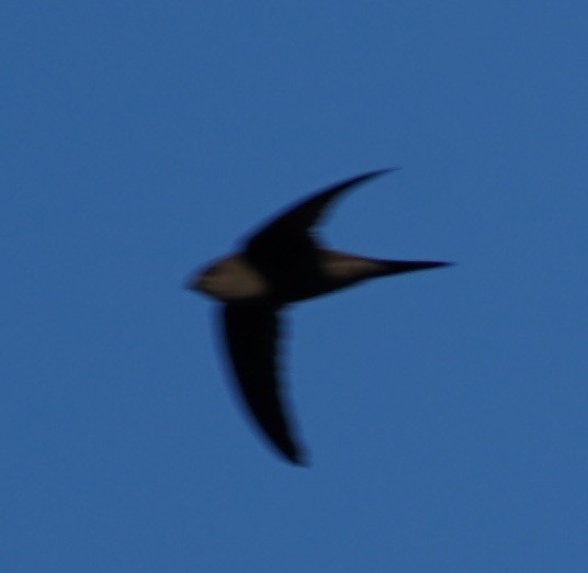 Asian Palm Swift - ML126769871