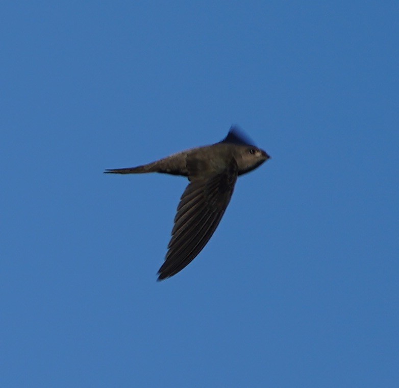 Asian Palm Swift - ML126769881