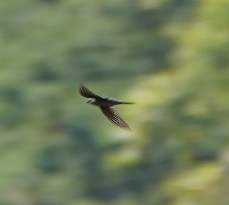 Asian Palm Swift - ML126769891