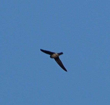 Germain's Swiftlet - ML126770201