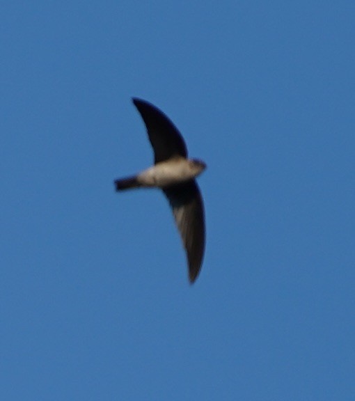 Germain's Swiftlet - ML126770211