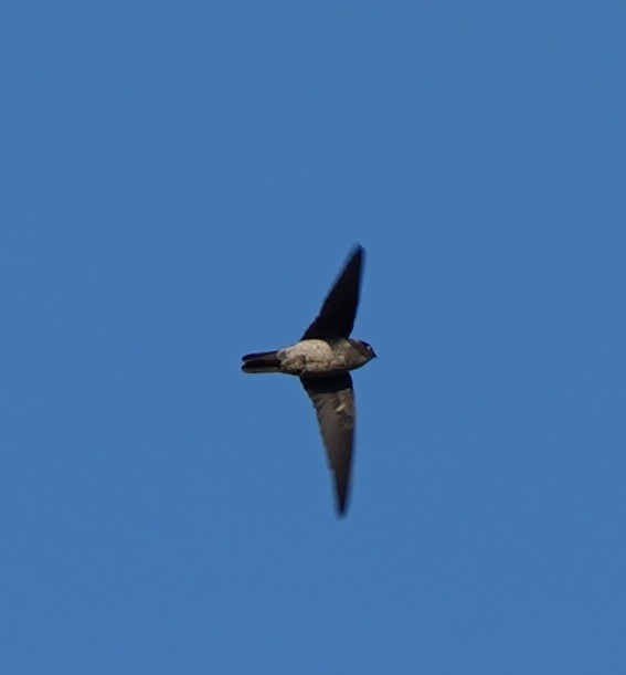 Germain's Swiftlet - ML126770231