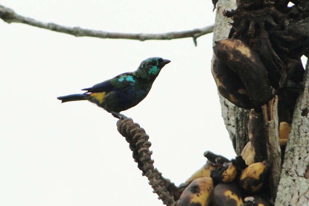 Seven-colored Tanager - Carlos Otávio Gussoni