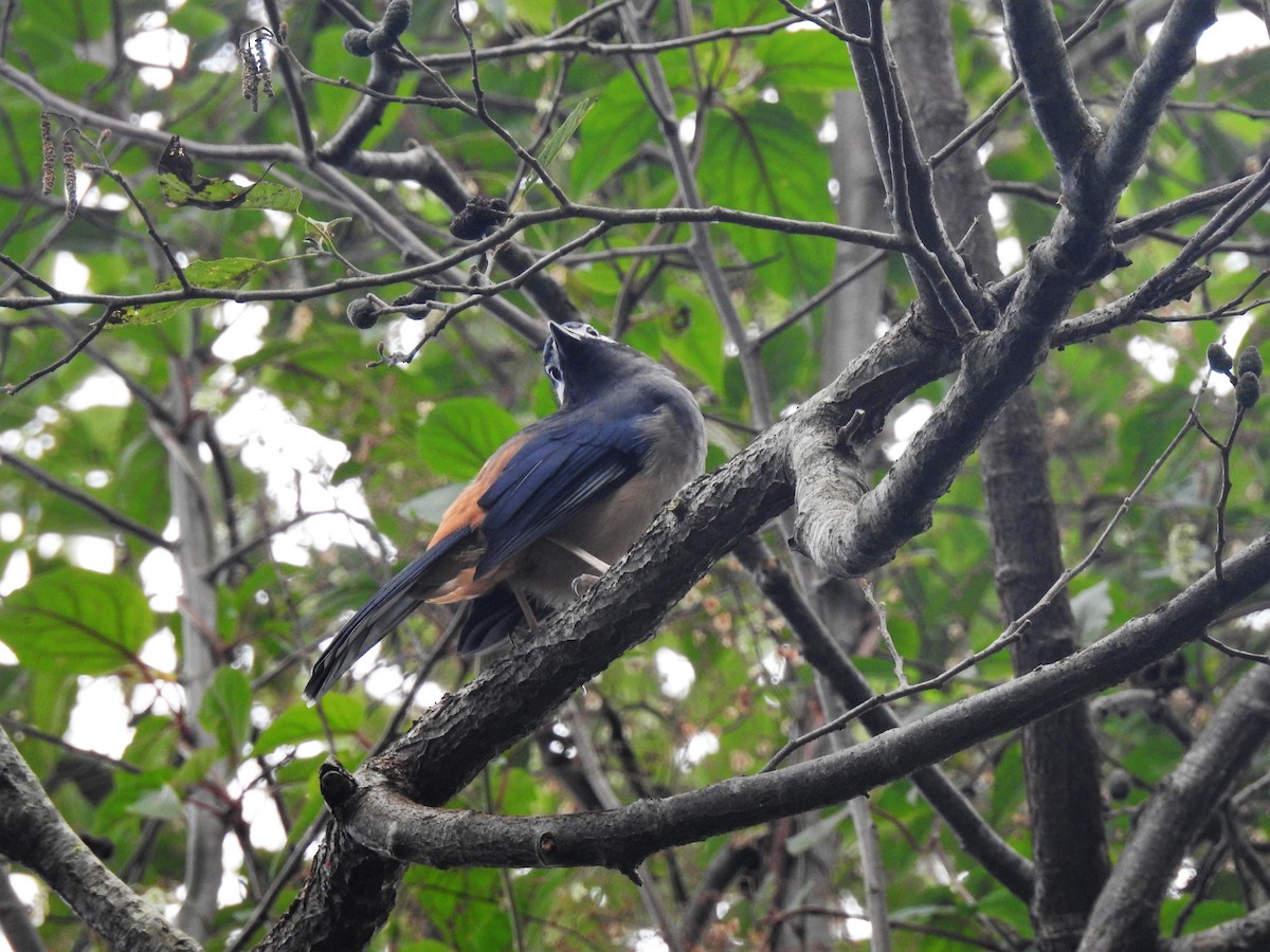 White-eared Sibia - ML126774171