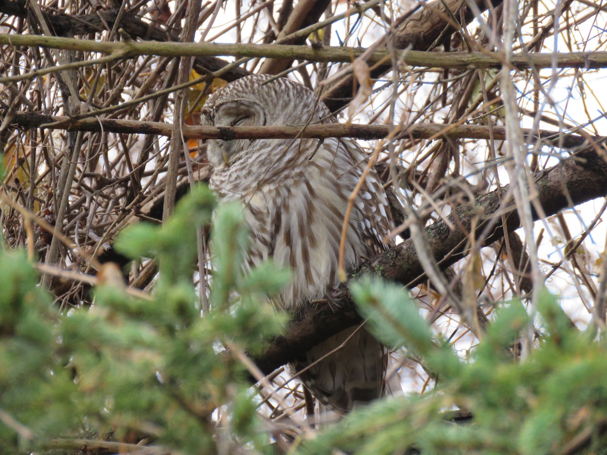 Barred Owl - Robin Gurule