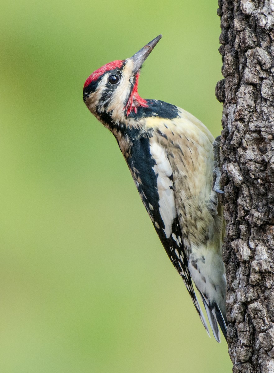 Yellow-bellied Sapsucker - ML126776011