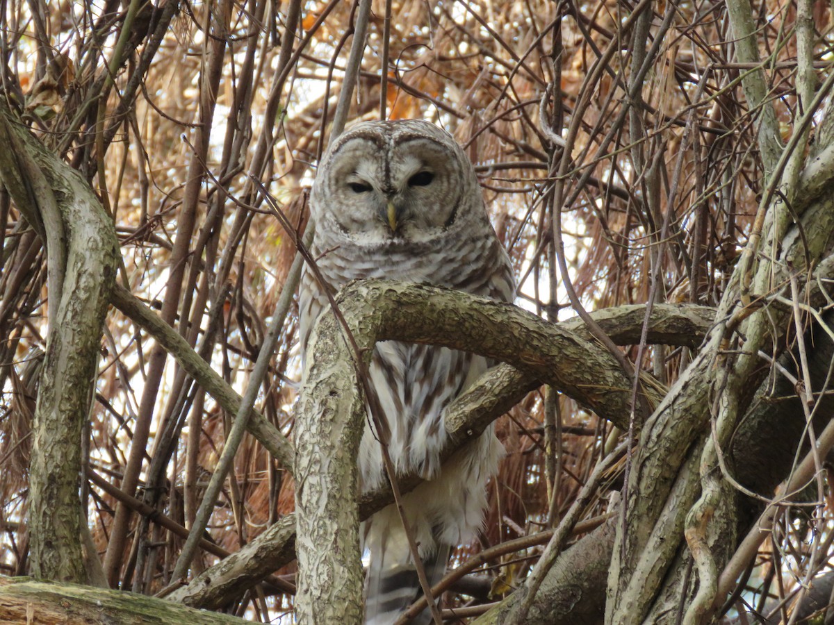 Barred Owl - Robin Gurule