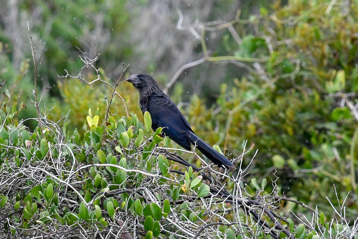 Smooth-billed Ani - sheri oosterveen