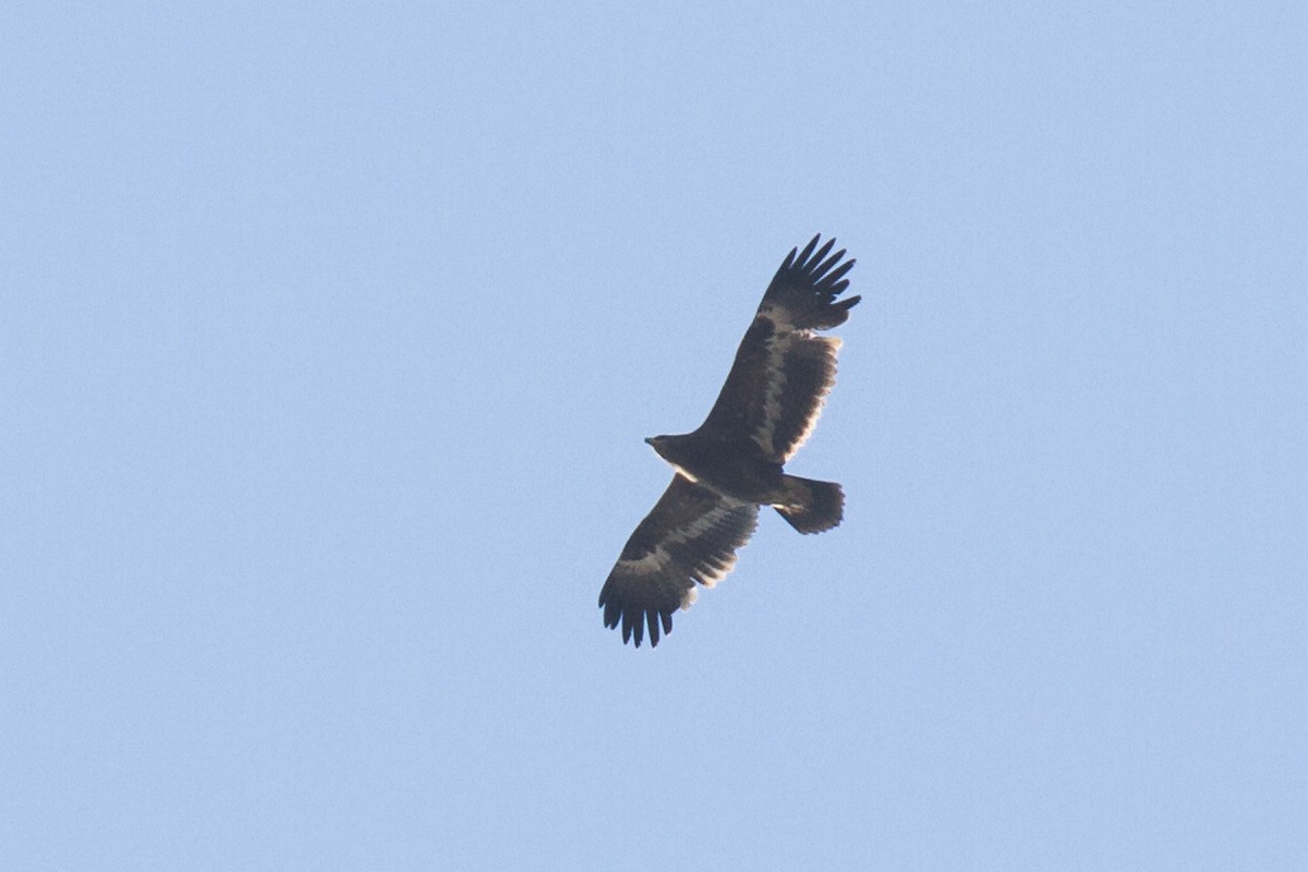 Águila Esteparia - ML126779291