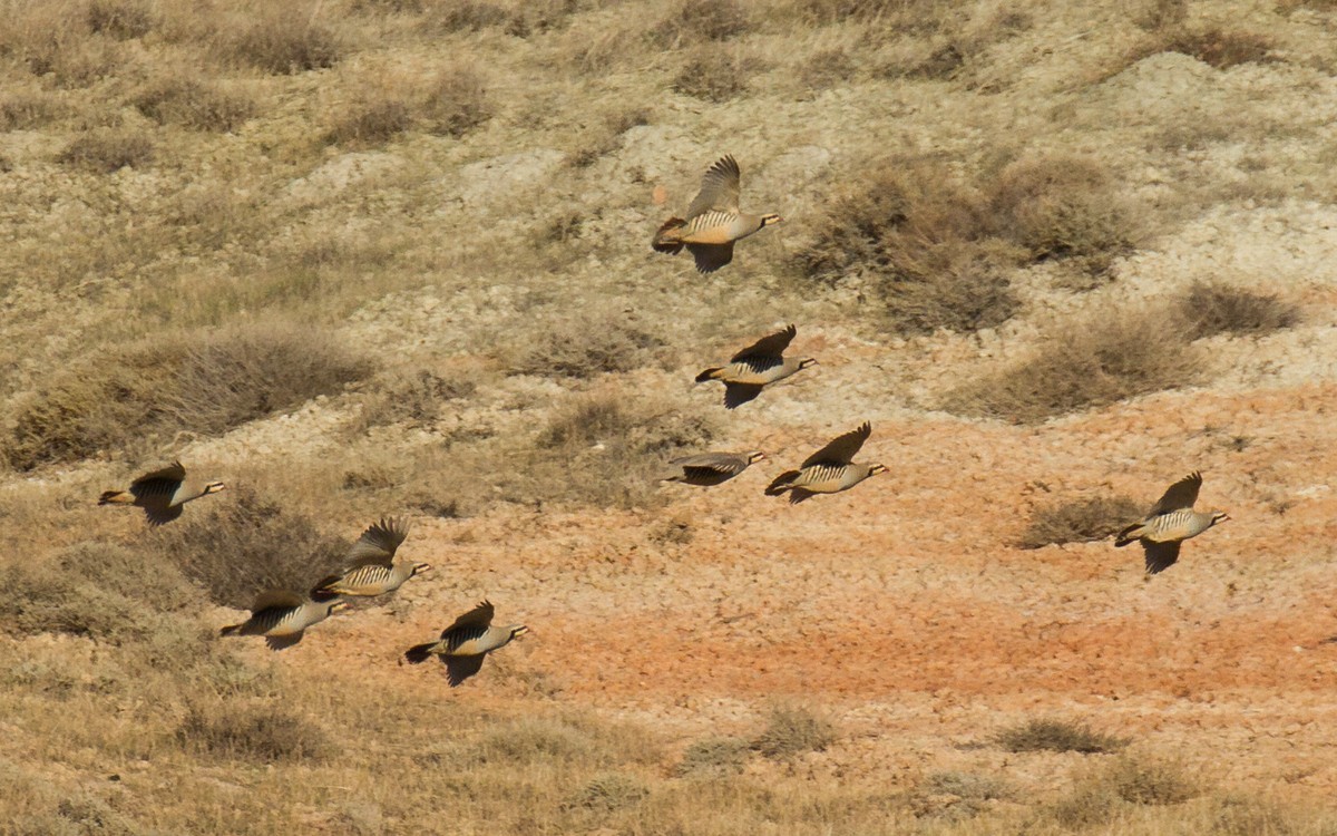 Chukar - ML126779621