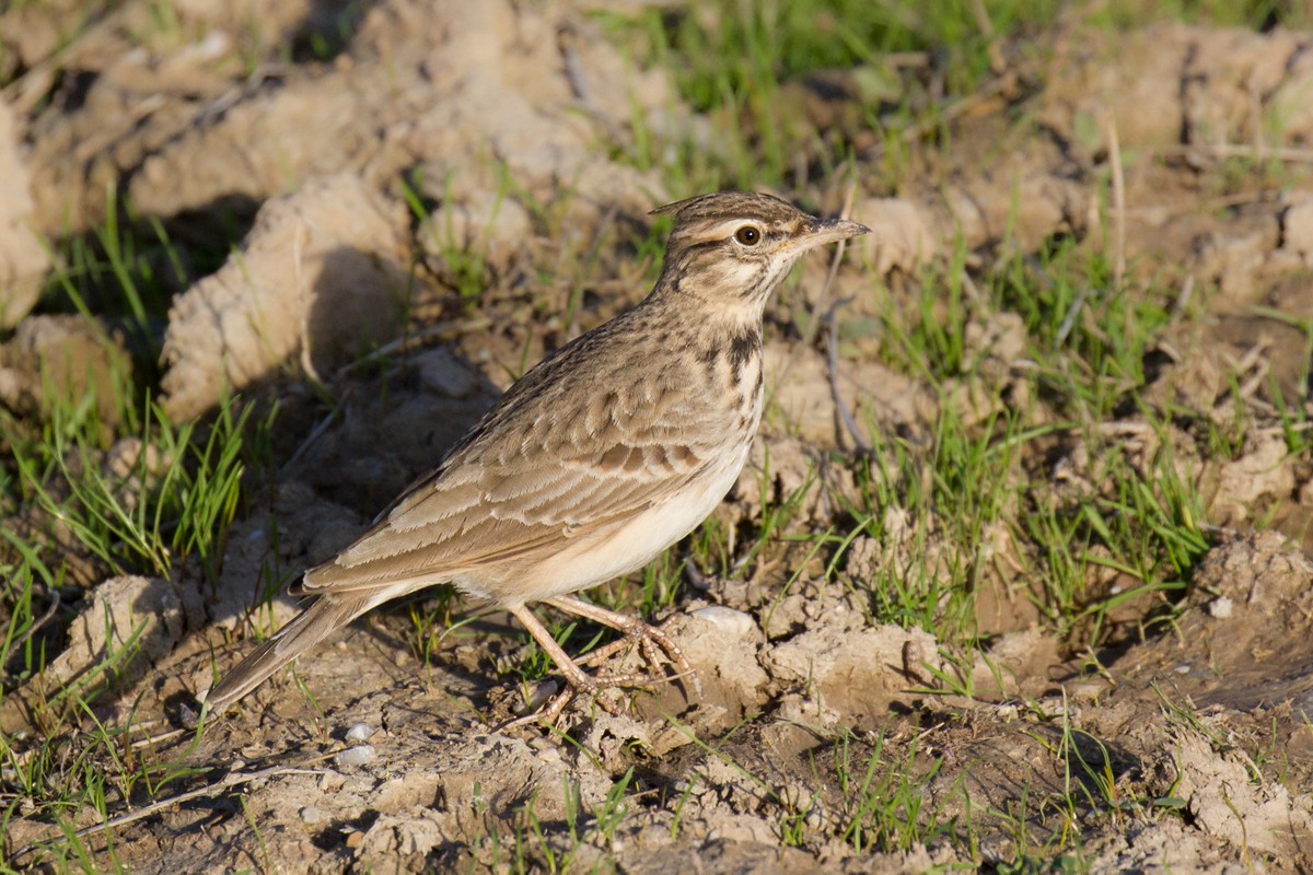 Crested Lark - ML126779641