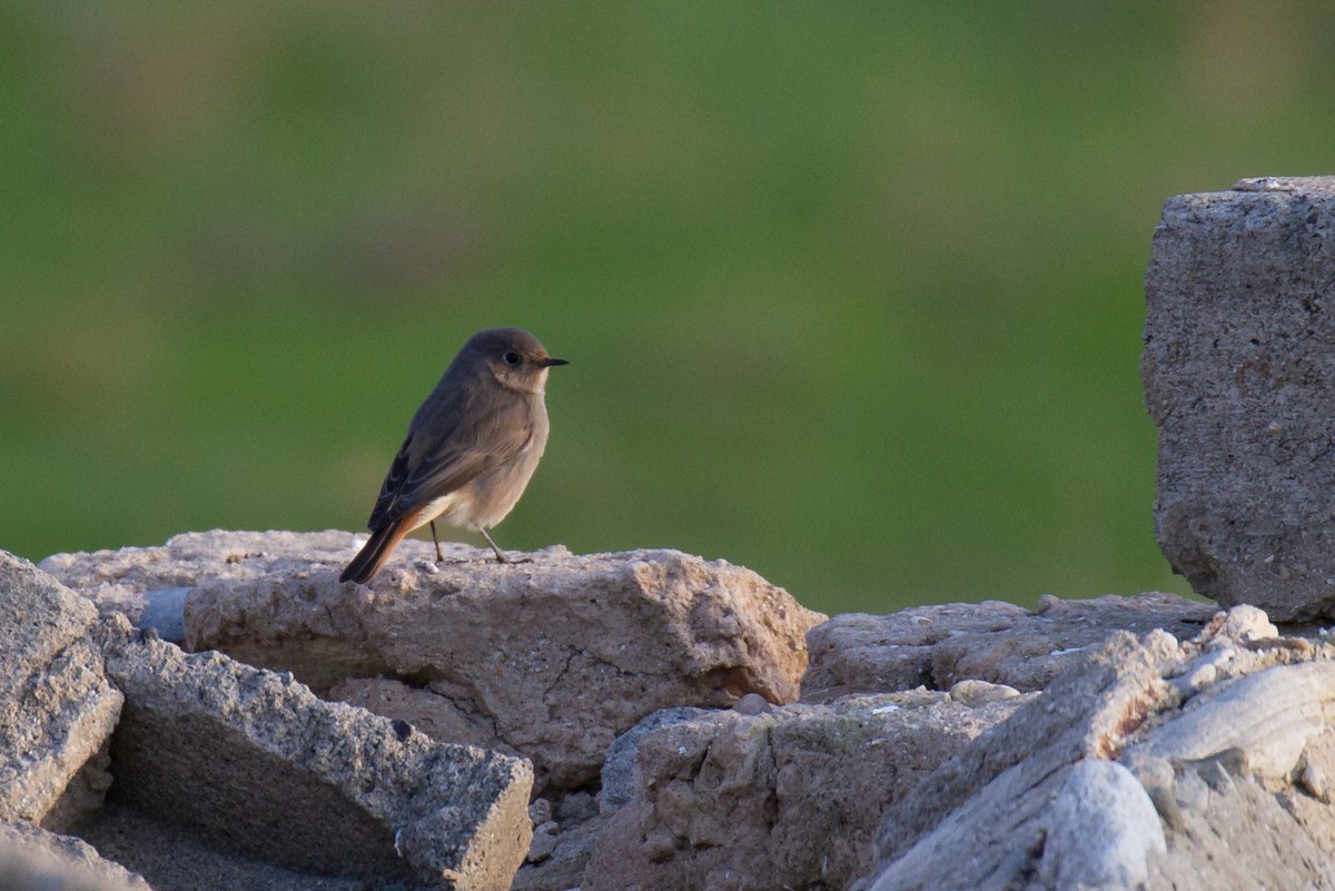 Black Redstart - ML126779651