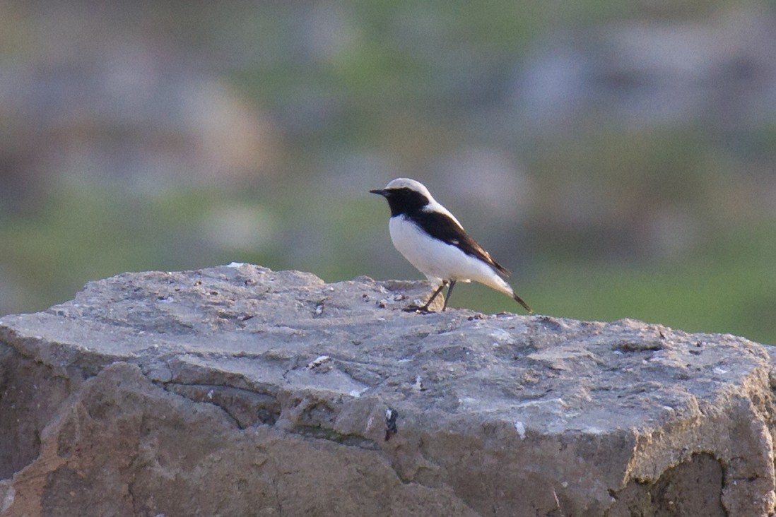 Finsch's Wheatear - ML126779661