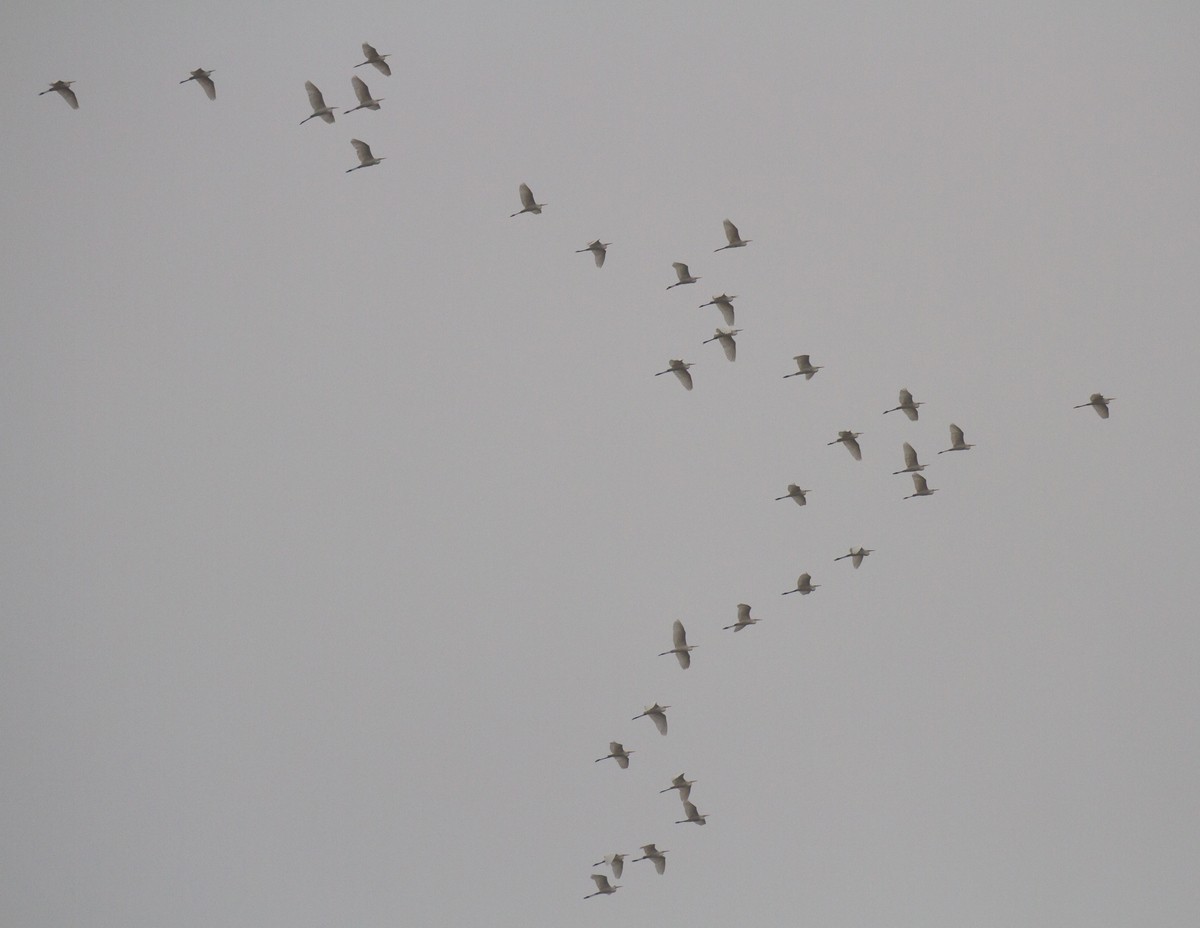 Great Egret - ML126779901