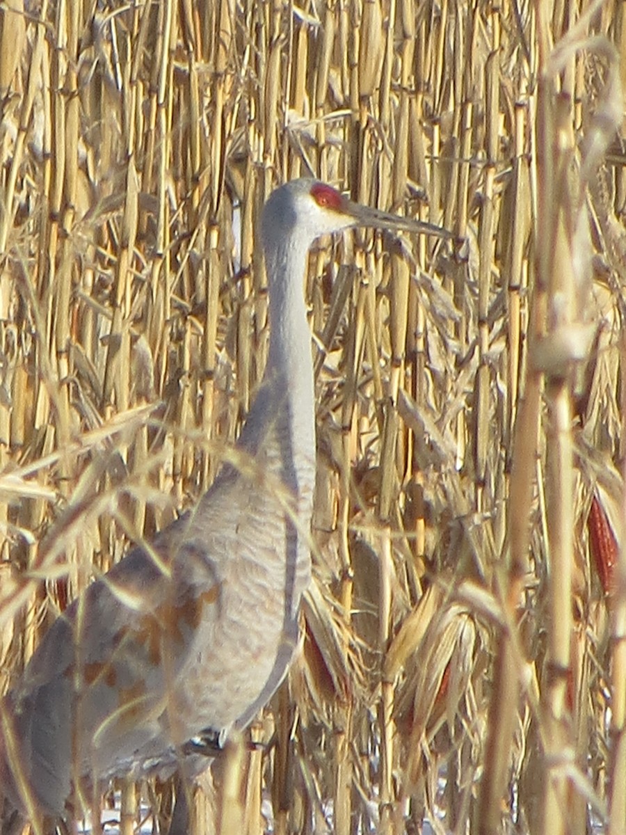 Grulla Canadiense - ML126779961