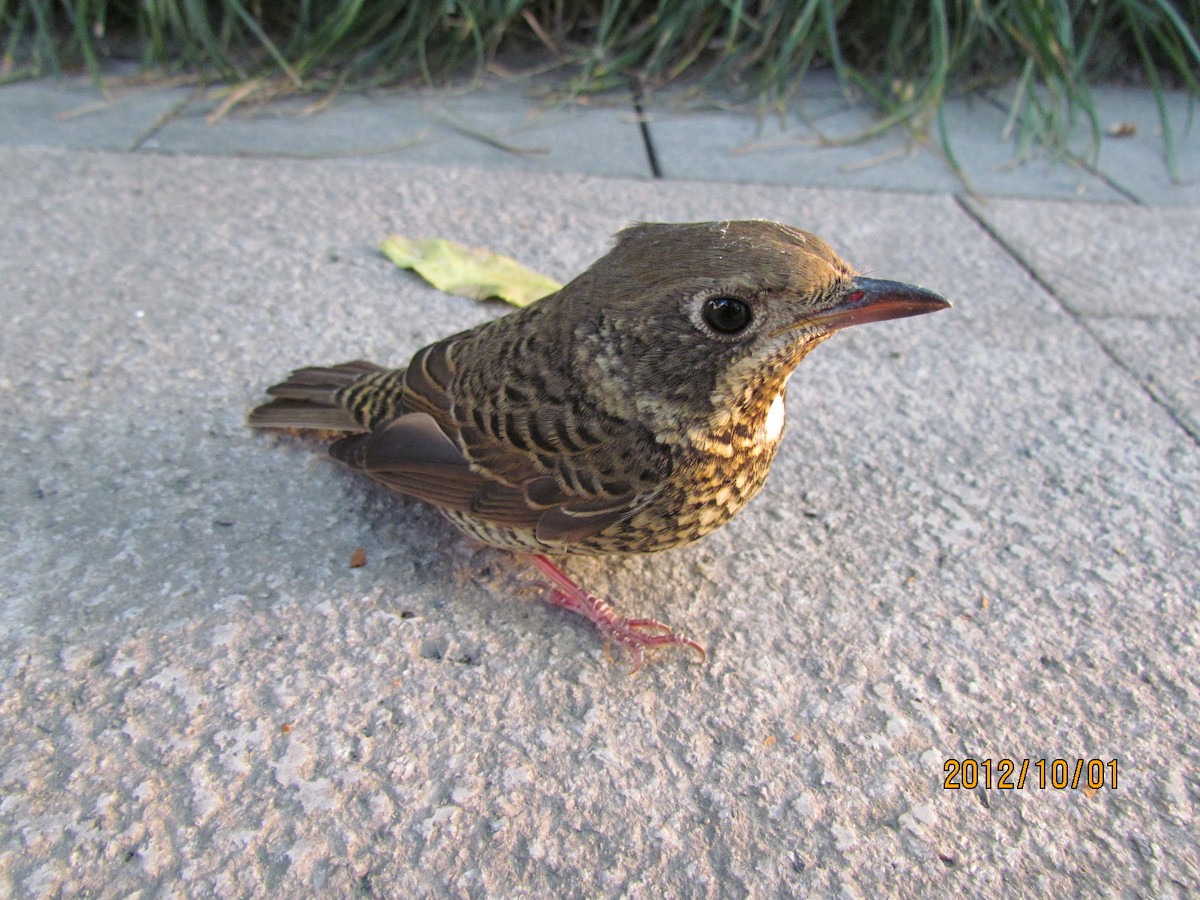 White-throated Rock-Thrush - ML126780041