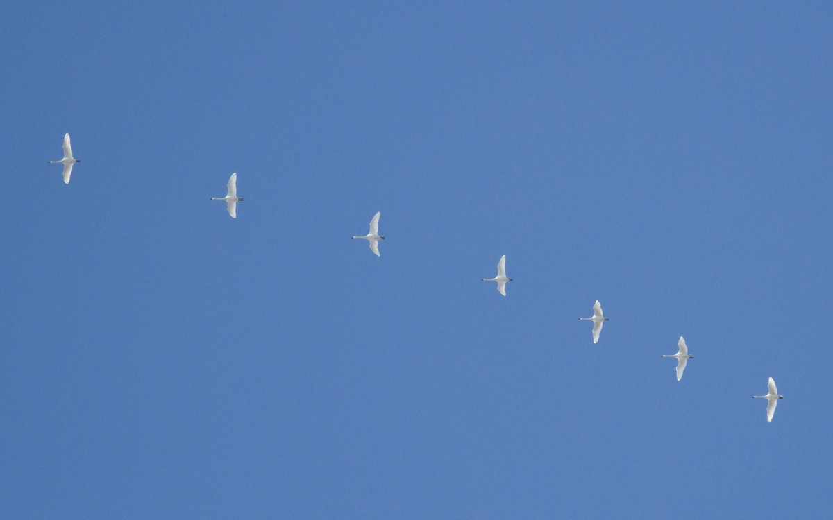 Tundra Swan (Bewick's) - ML126780081