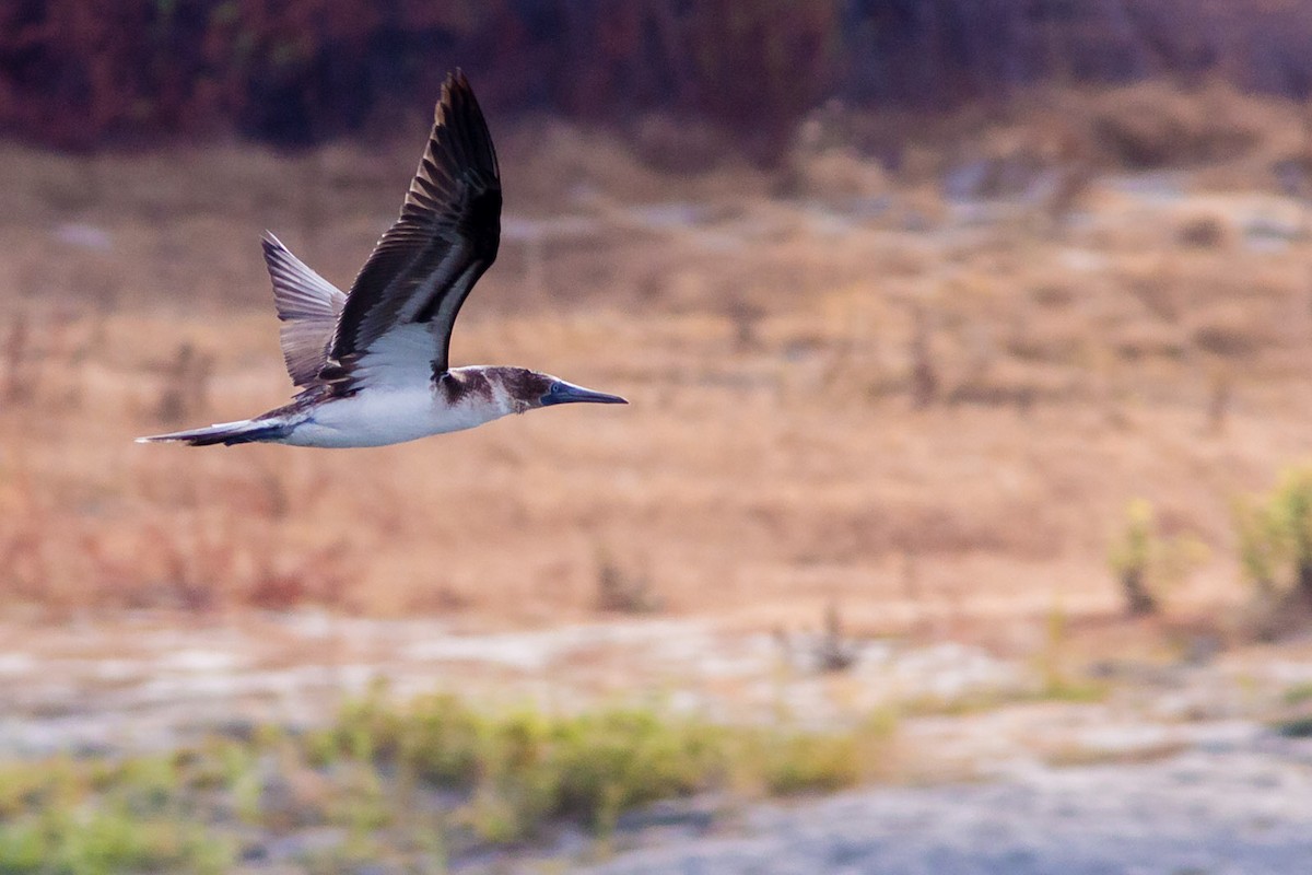 Blue-footed Booby - ML126780571