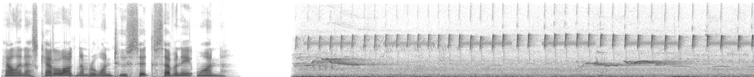 Maïpouri à ventre blanc (leucogaster) - ML126781