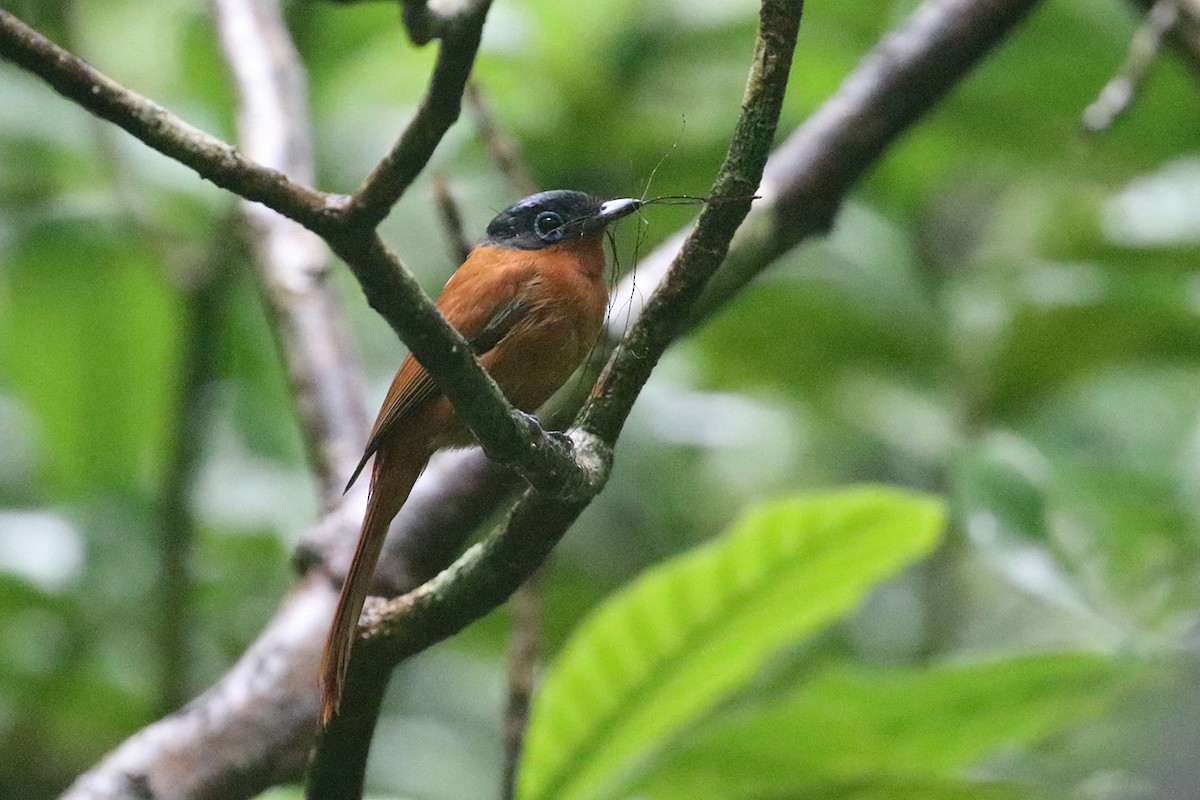 Malagasy Paradise-Flycatcher (Malagasy) - ML126781301