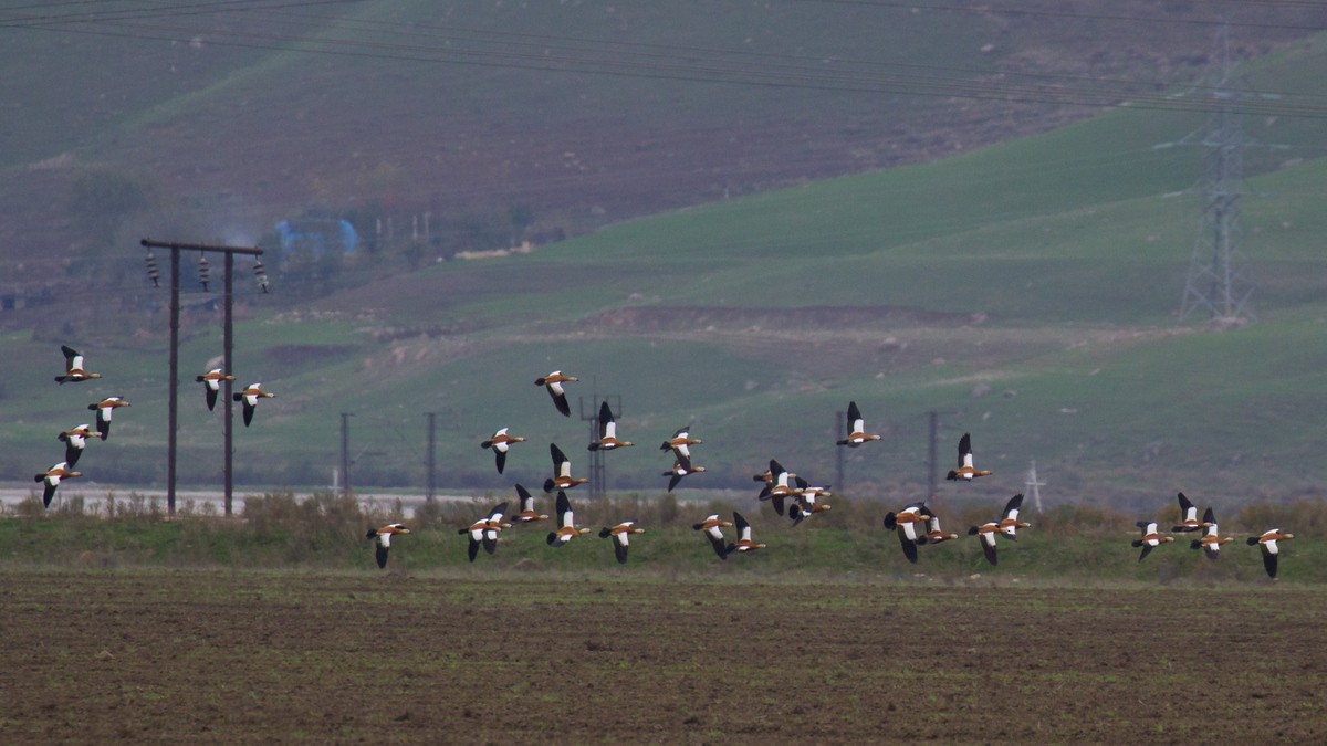 Ruddy Shelduck - ML126781781