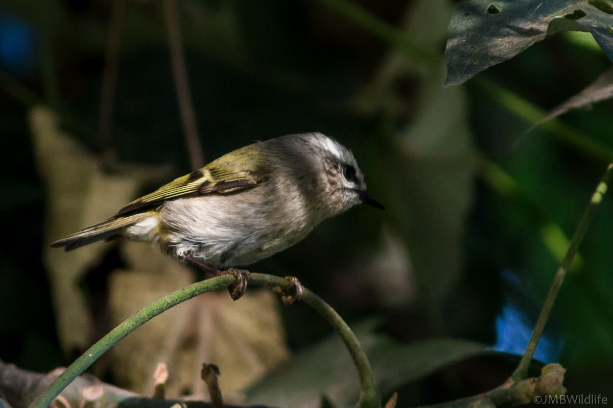 Golden-crowned Kinglet - ML126782101