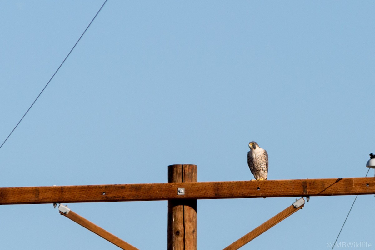 Halcón Peregrino - ML126782301