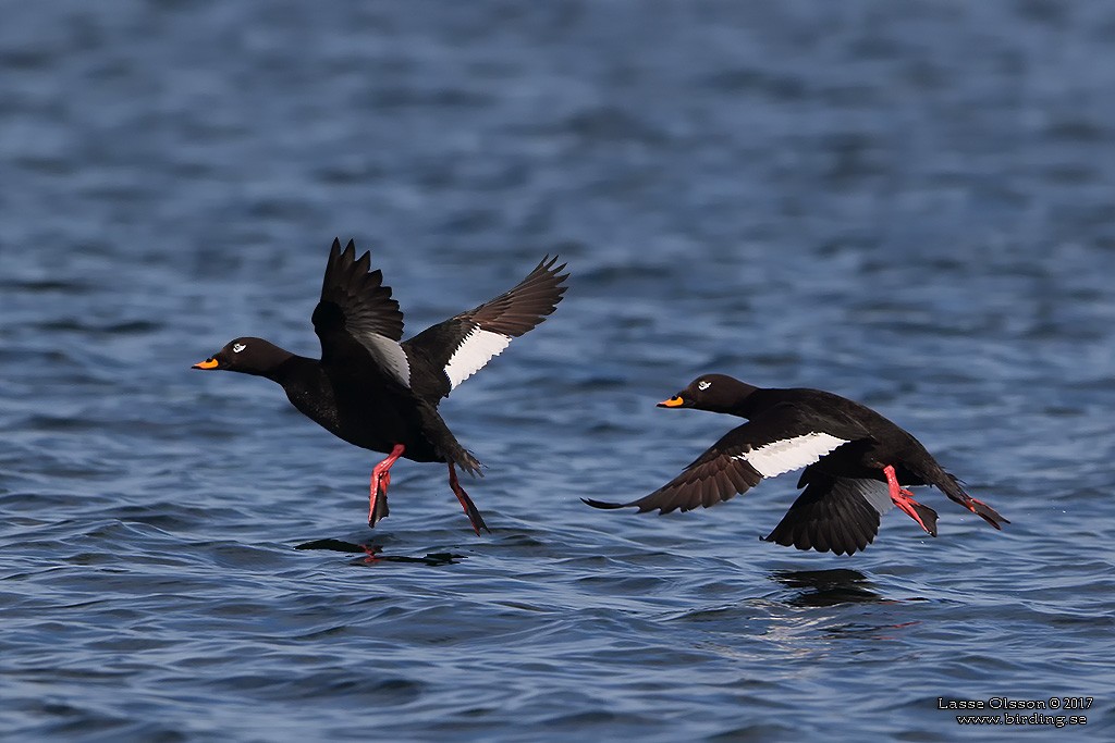 Velvet Scoter - ML126782631