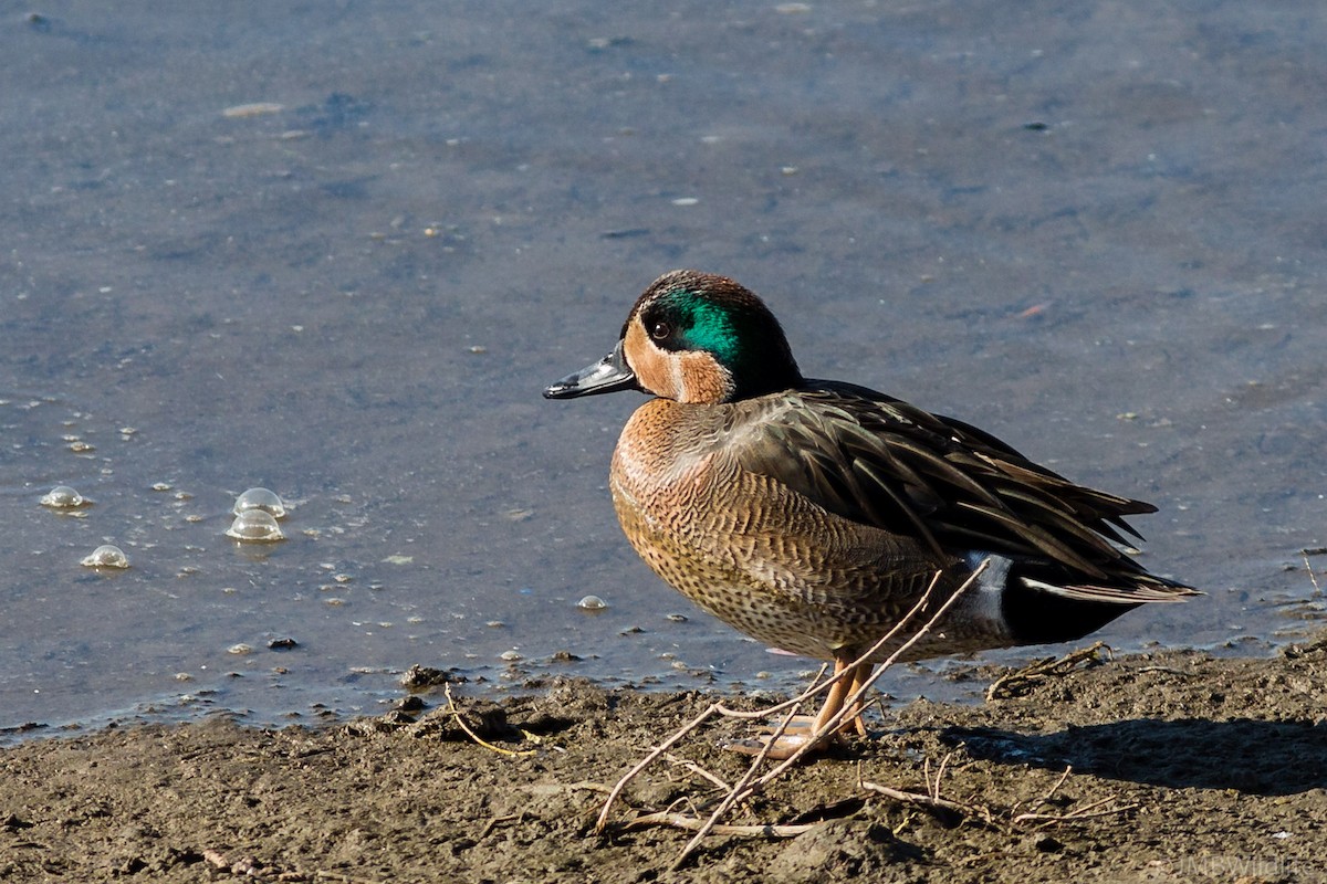 Blue-winged x Green-winged Teal (hybrid) - ML126783241