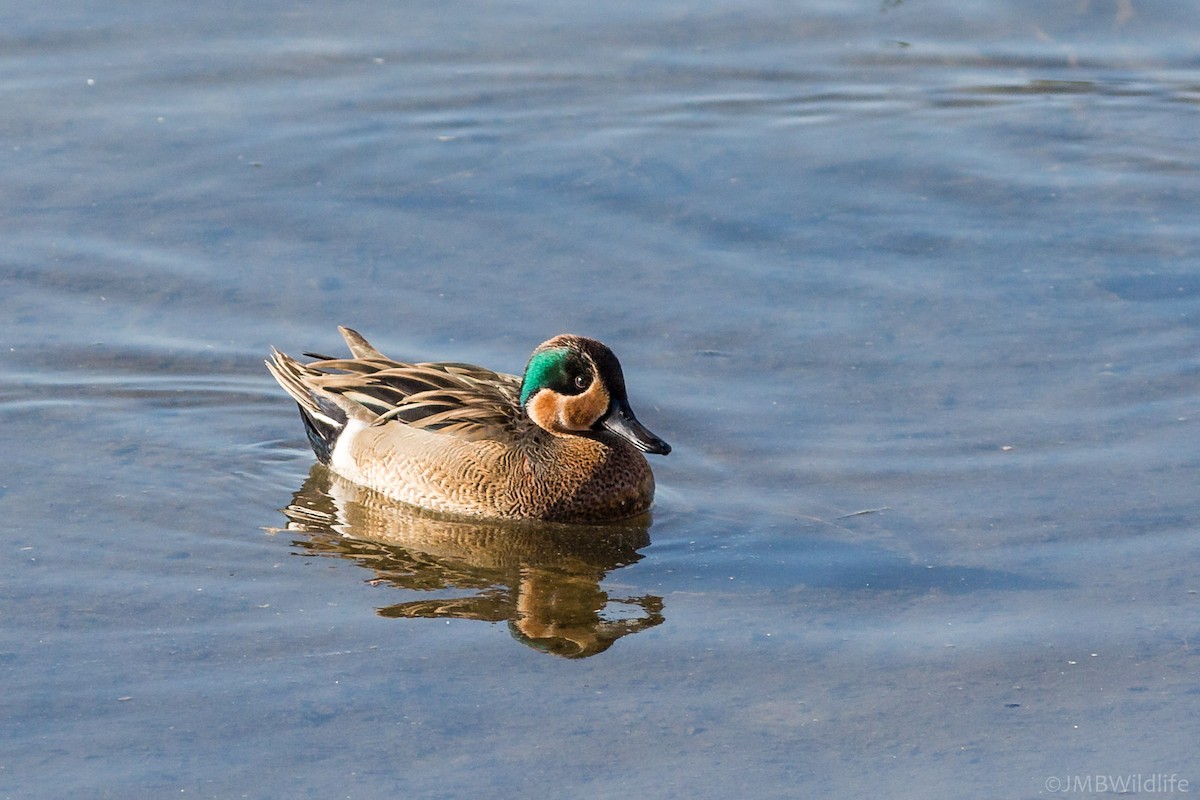 Blue-winged x Green-winged Teal (hybrid) - ML126783251