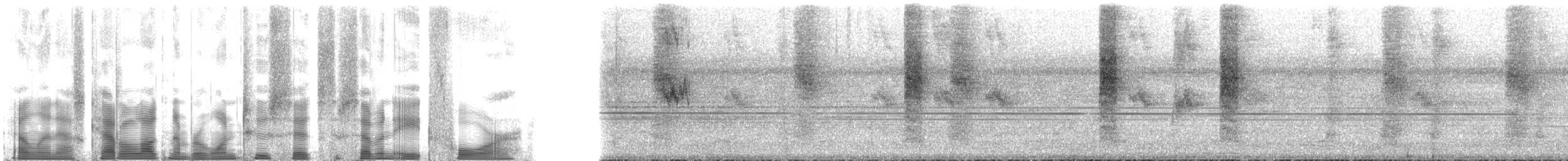 Gri Karınlı Serçe Papağanı (sclateri) - ML126784