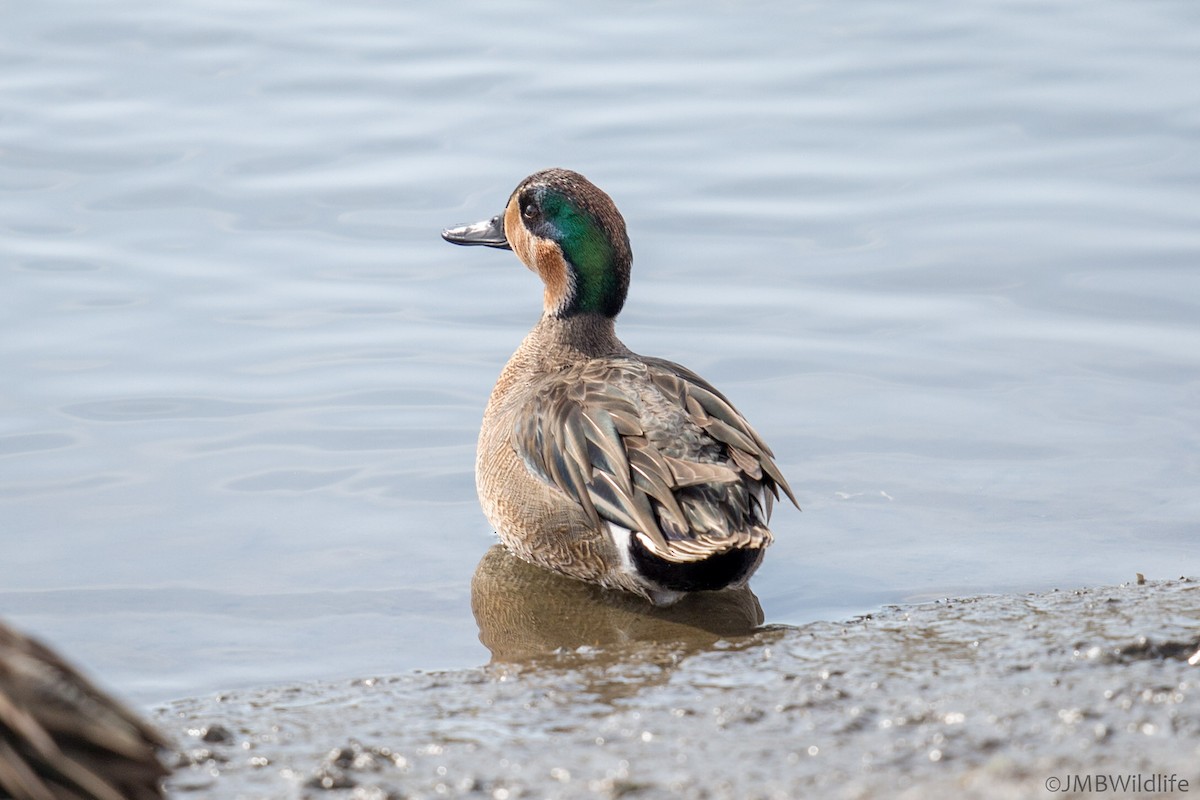 Blue-winged x Green-winged Teal (hybrid) - ML126784101