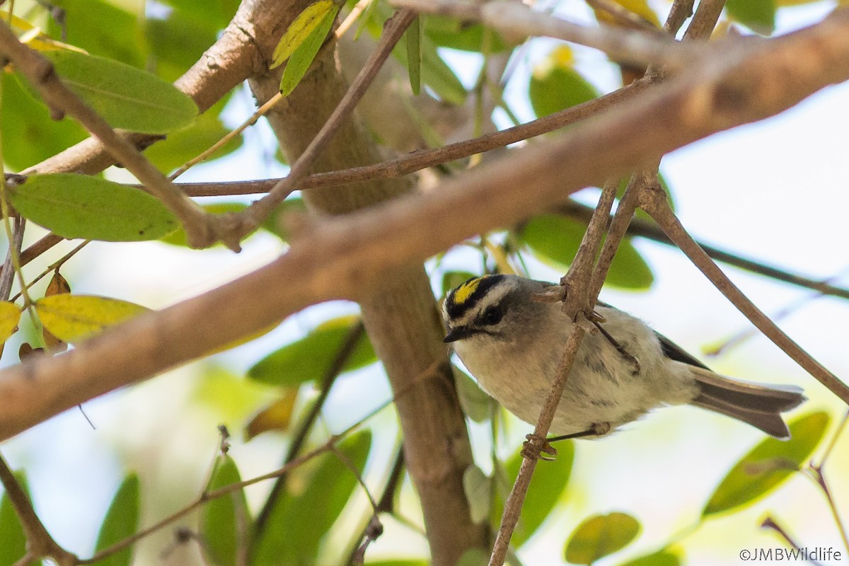 Golden-crowned Kinglet - ML126784901