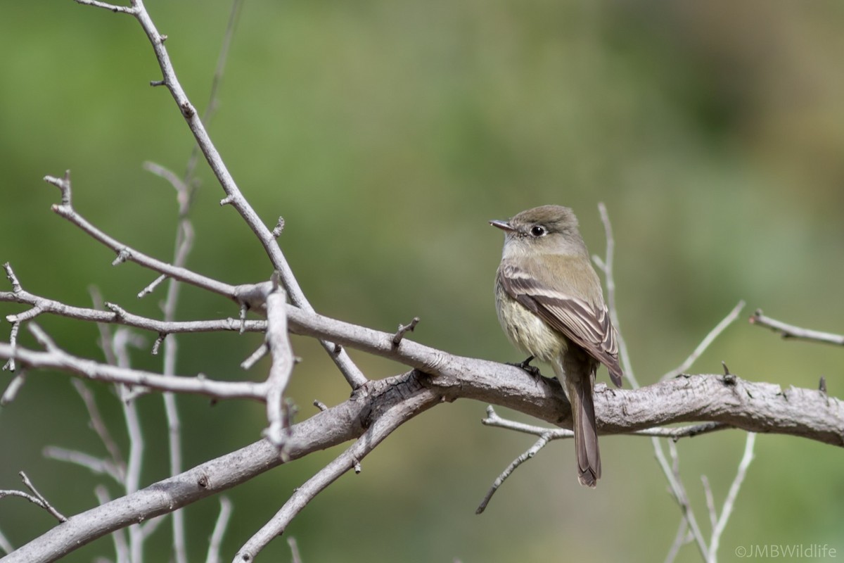 Hammond's Flycatcher - ML126785941